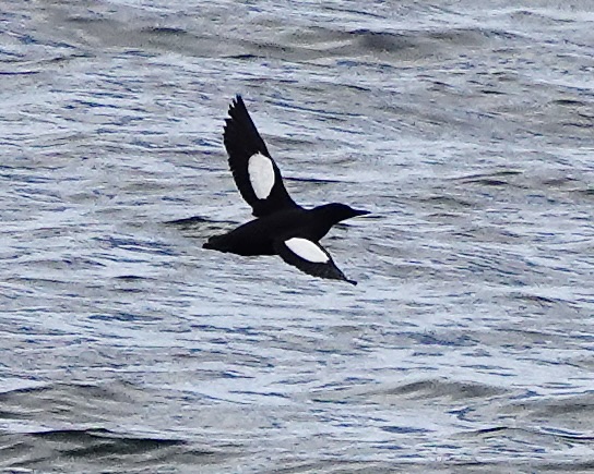black guillemot